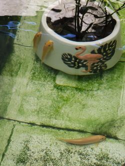 Yellow Chinese Algae Eater