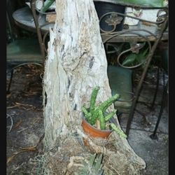 Large Driftwood 40" For Pets, Orchids 