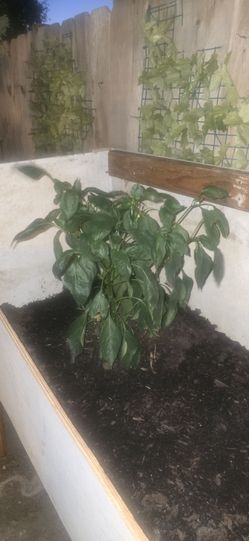 Regalo