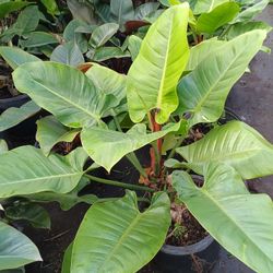 Green 💚 Congo Plants 7gl $25