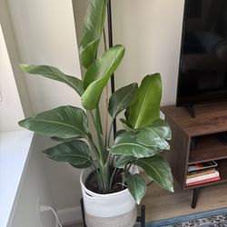 White Bird Of Paradise Plant