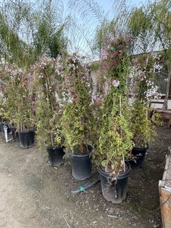 Pink Jasmin Vines 15 Gal 