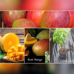 Kent Mango Grafted Trees 3gal 