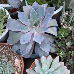 Succulent Plants