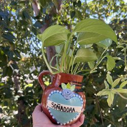 Planta en Jaron de Barro