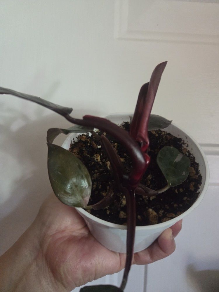 Philodendron Pink Princess 