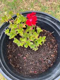 Geranium
