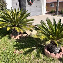 Mature Sago Palm Plants