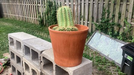 Cacti