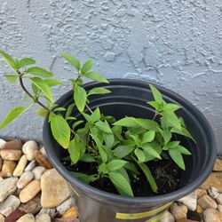 Thai basil