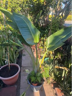Bird of paradise
