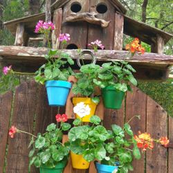 northwest cedar planks