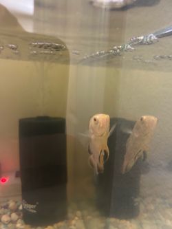 Albino Oscar around an inch in size
