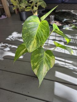 Hawaiian Golden Potho Plant 