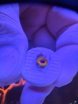 Decoration coral