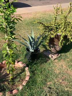 Wonderful selection Plants available for sale