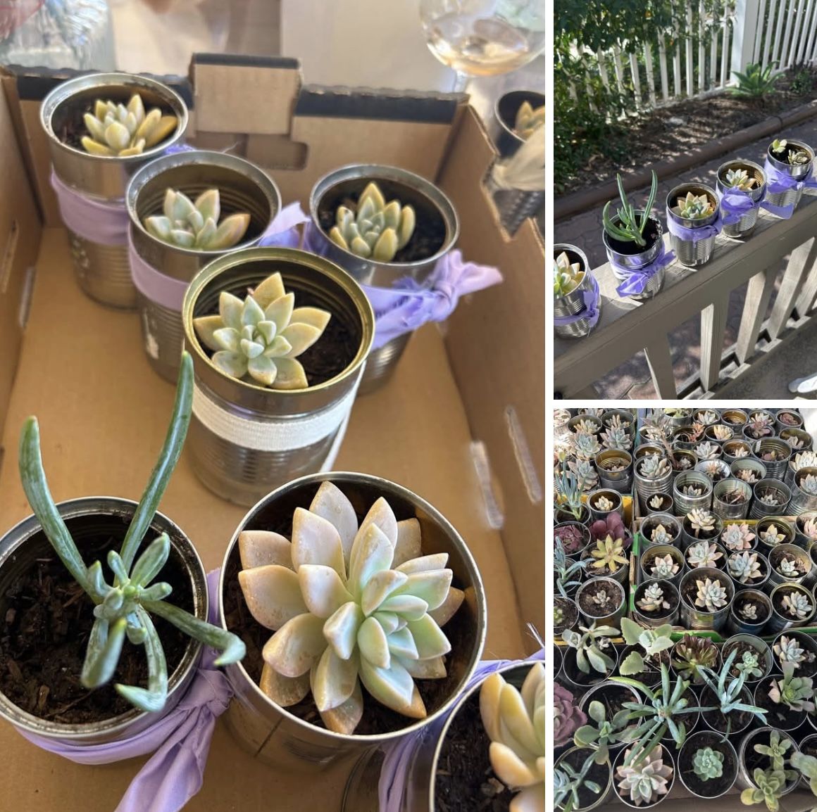 Succulents $1 Each 
