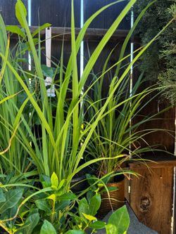 Lemon grass