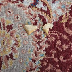 Two Shark Teeth