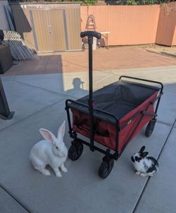 Wagon - Collapsible