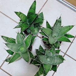 Beautiful Bird Nest Sansevieria In Ceramic Pot 🪴 $20 each 