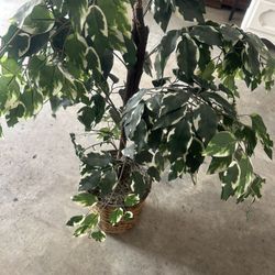 Plant For Sale