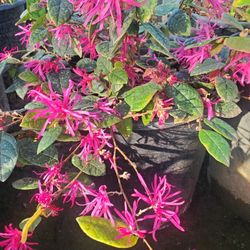 Chinese Fringe Flower