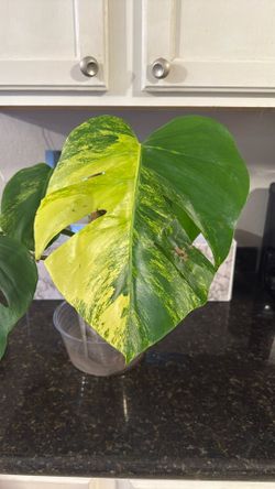Live 🌱 Monstera Aurea 