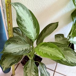 ♥️Aglaonema also known as Chinese Evergreen(LOW MAINTENANCE PLANT( PLS Read description ♥️