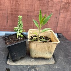 Burro tails plant and mother of thousand