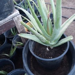Aloe Vera Plants