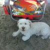 Lilia