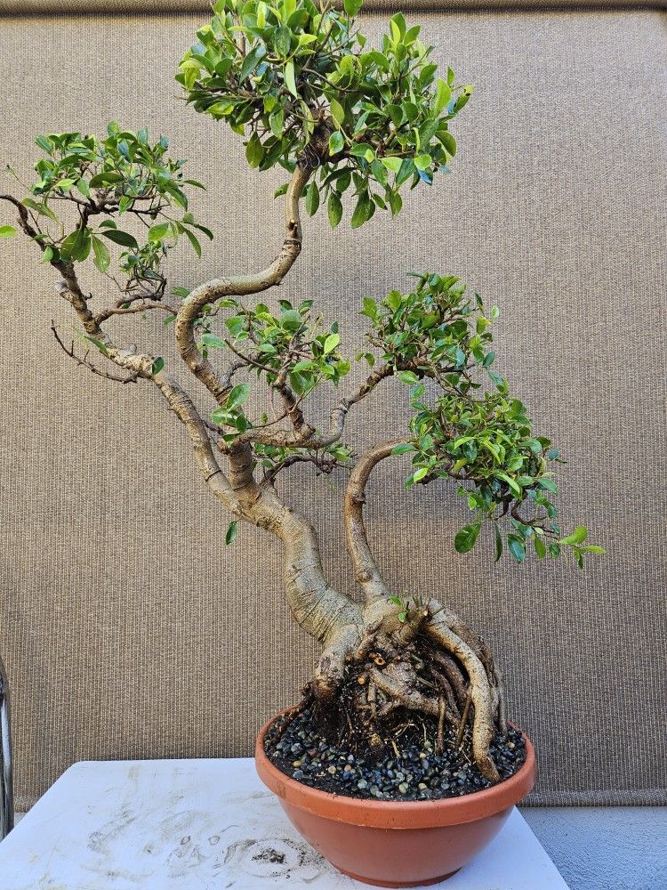 Old Ficus Microcarpa Bonsai Tree ( Chinese Banyan )