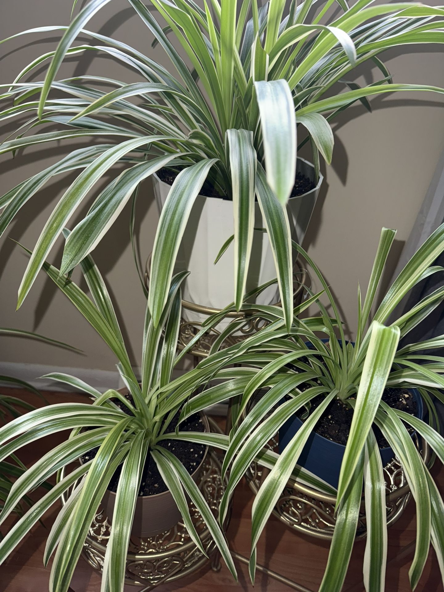 Healthy Huge Spider Plants + Golden metallic foldable plant stand for 3 plants - Height 26inch