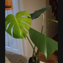 monstera Adaptable to almost all light conditions, and somewhat drought tolerant, the Monstera is a low maintenance, stunning tropical plant