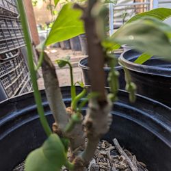 Grafted Phat Phep Chong 