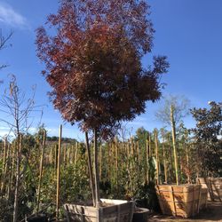 Raywood Ash Tree 36” Box