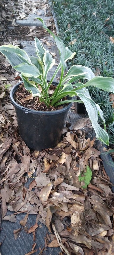 PLANTS