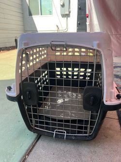 Dog Kettle