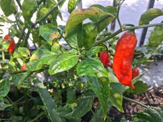 Pepper 🌶