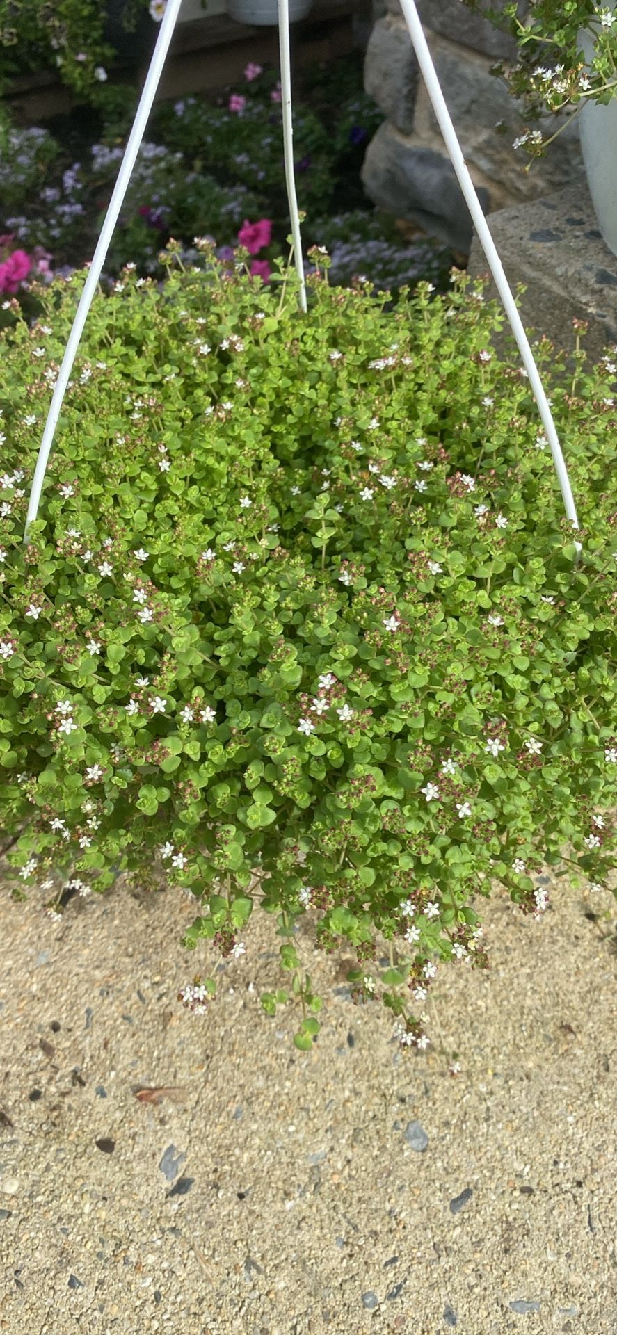 Flowering Sedum Hanging Baskets