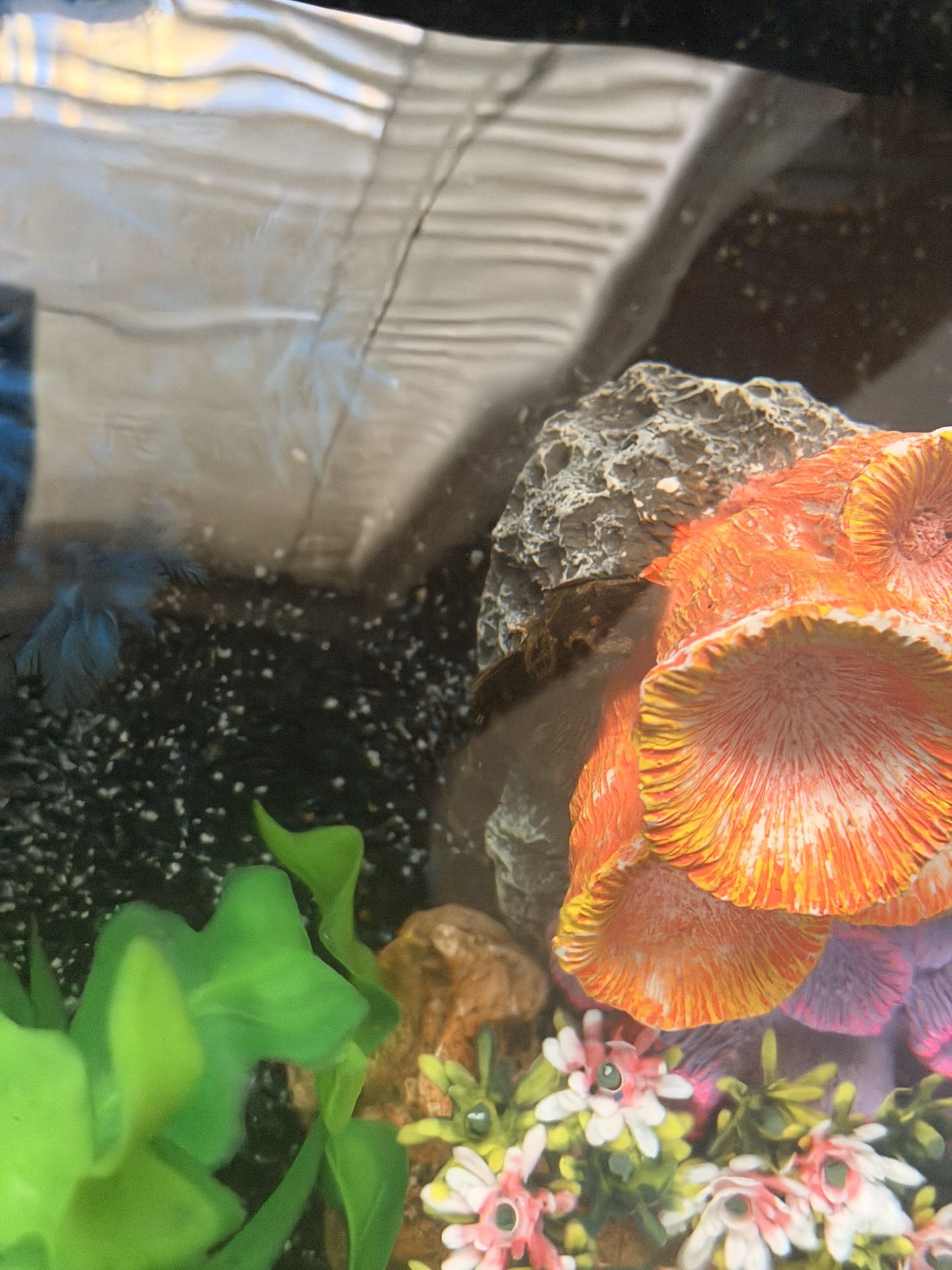 Fish tanks and fishes