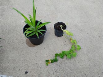 Plantas de piña $16__melon$5__papaya$3