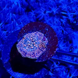 Interstellar Mushroom Fake Coral Decor
