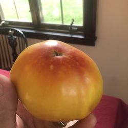 German Heirloom Tomatoes 