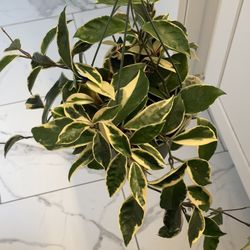 Variegated Hoya Carnosa 