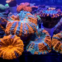 🔥CORALS DECORATIONS FOR MARINE TANK OVER 500 CORALS IN STOCK PICK-UP - DELIVERY  - SHIP