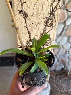 Carnivorous Plant