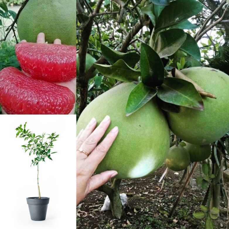 Pink Pomelo Grafted Dwarf Trees 7gal Arboles De Pomelo Injertados 7gal