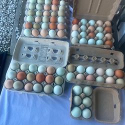 (12) One Dozen Free Range Eggs For Only $5.00
